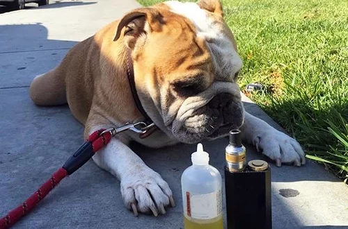 vape och hund