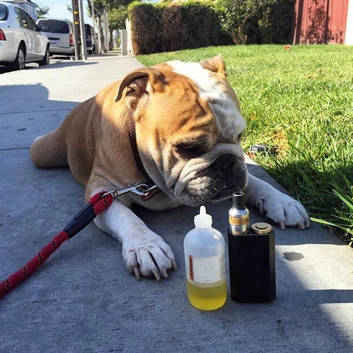 vape och hund